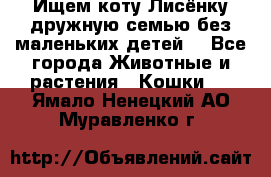 Ищем коту Лисёнку дружную семью без маленьких детей  - Все города Животные и растения » Кошки   . Ямало-Ненецкий АО,Муравленко г.